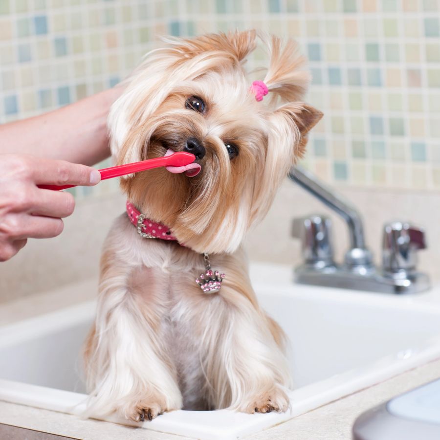 Dental Procedures